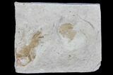 Fossil Pea Crabs (Pinnixa) From California - Miocene #85288-1